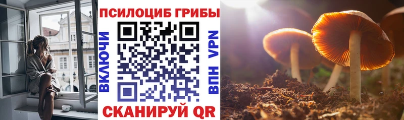 Купить  Ардон  Галлюциногенные грибы Psilocybine cubensis 